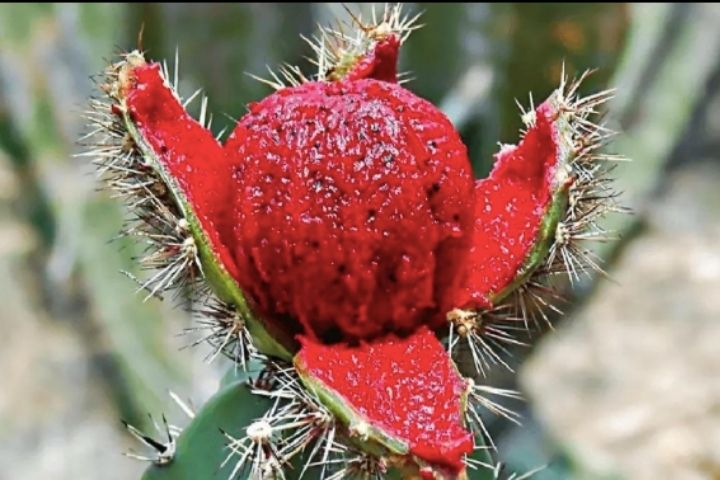 Pitaya Festival 2026